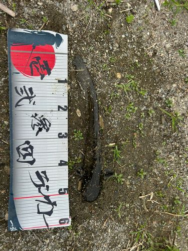 ナマズの釣果