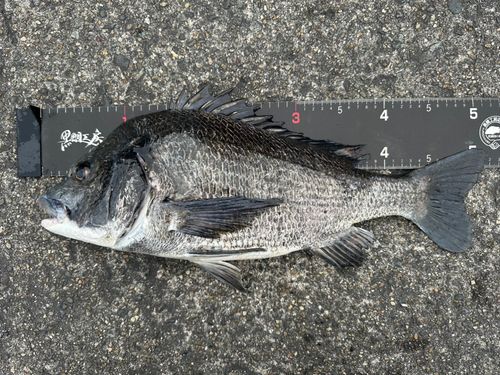 チヌの釣果