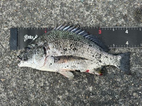 キビレの釣果