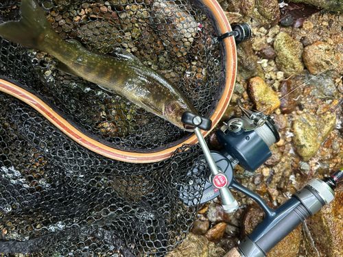 ヤマメの釣果
