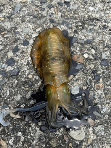 アオリイカの釣果