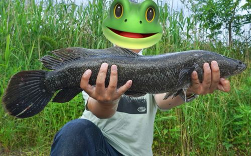 カムルチーの釣果