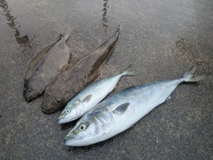 ワラサの釣果