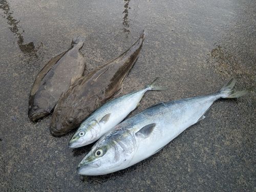ワラサの釣果