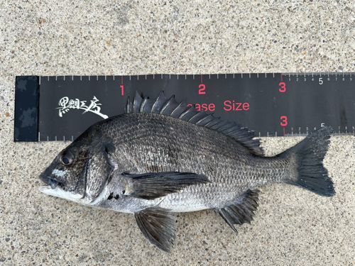 チヌの釣果