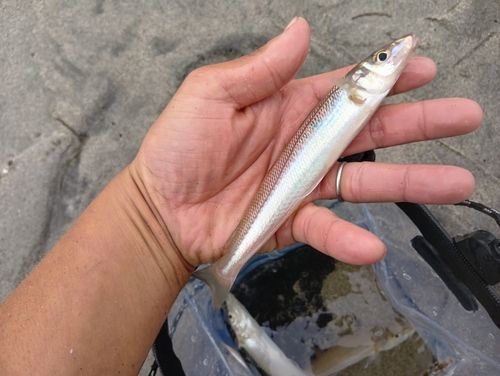 キスの釣果