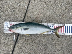 フクラギの釣果