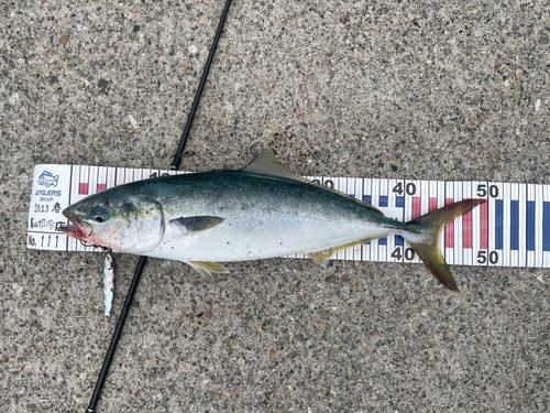 フクラギの釣果
