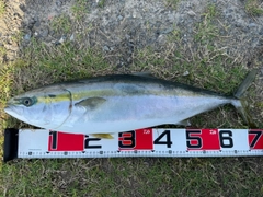 ワラサの釣果
