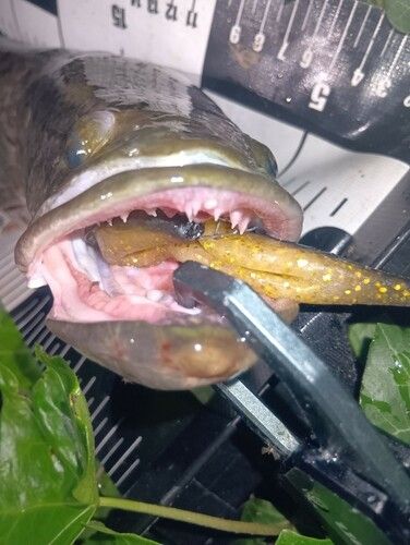 ライギョの釣果