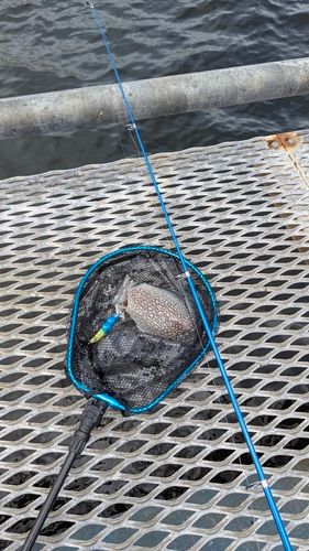 シリヤケイカの釣果