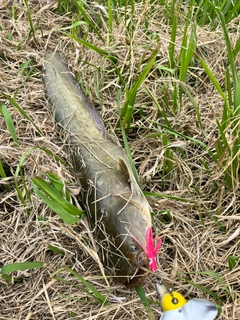ナマズの釣果