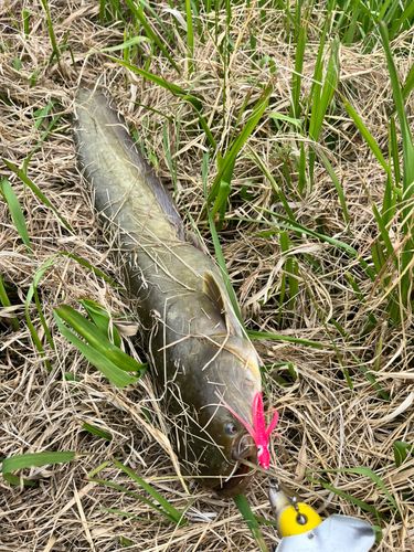 ナマズの釣果