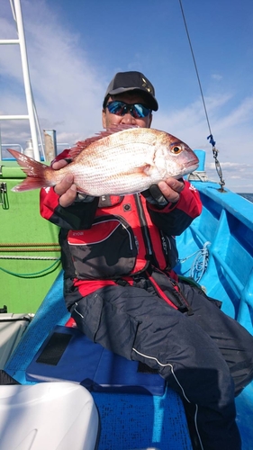 マダイの釣果