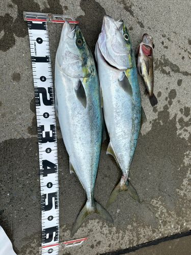 ワラサの釣果