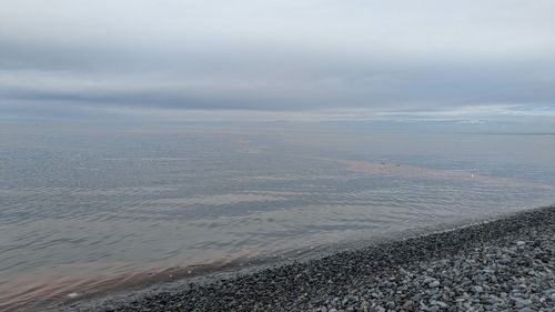カマスの釣果
