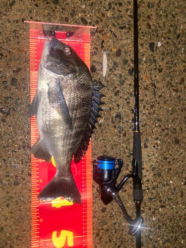 チヌの釣果