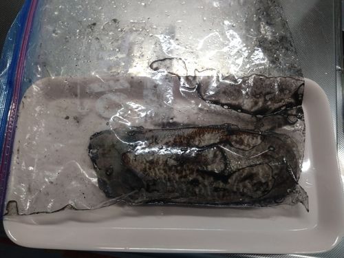 コウイカの釣果
