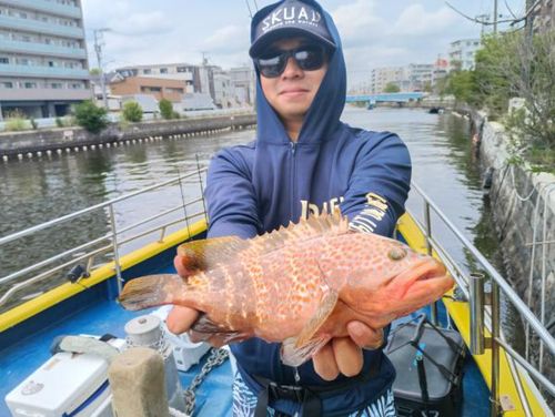 マゴチの釣果
