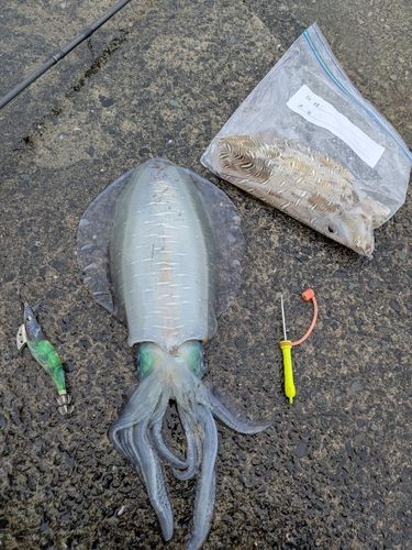 アオリイカの釣果