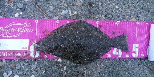 ヒラメの釣果