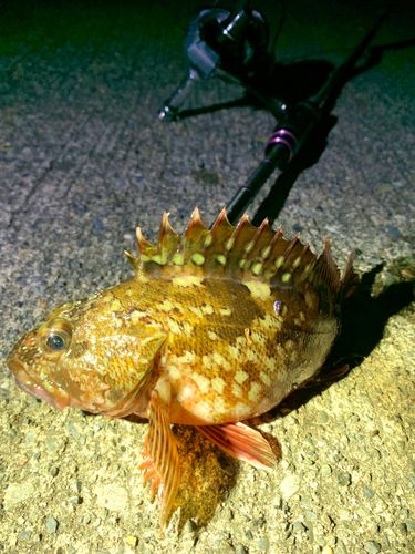 カサゴの釣果