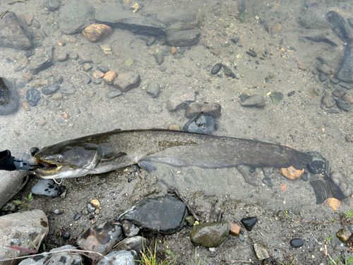 ナマズの釣果