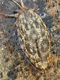 モンゴウイカの釣果