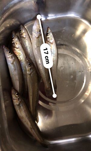 キスの釣果