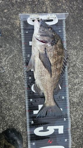 チヌの釣果