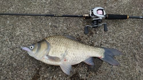 ヘラブナの釣果