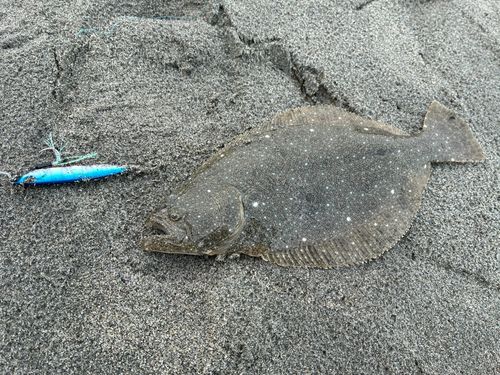 ソゲの釣果