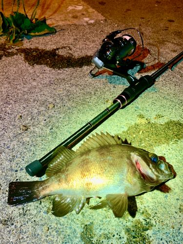 シロメバルの釣果