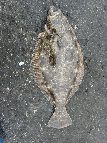 ヒラメの釣果