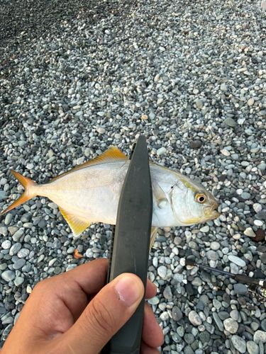 ショゴの釣果