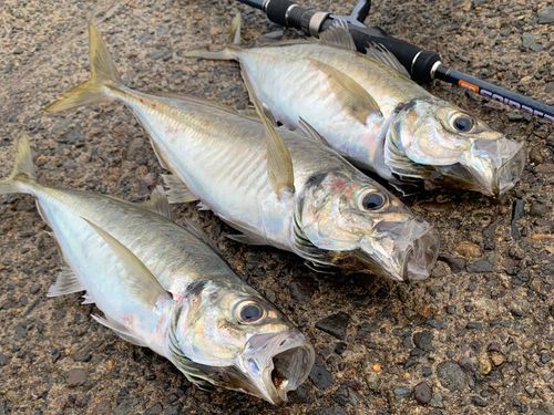 マアジの釣果