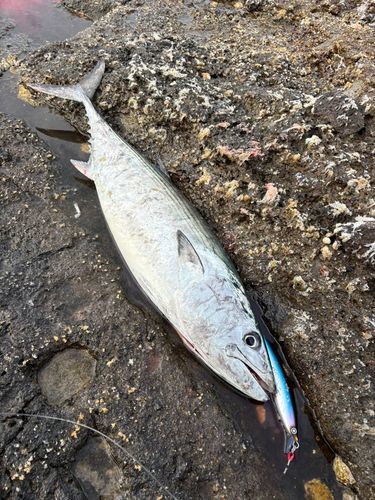 ハガツオの釣果
