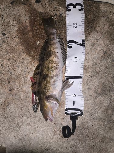 イカの釣果