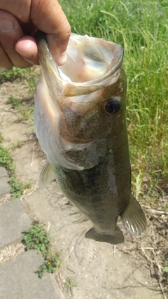 ラージマウスバスの釣果