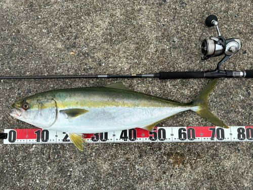 メジロの釣果