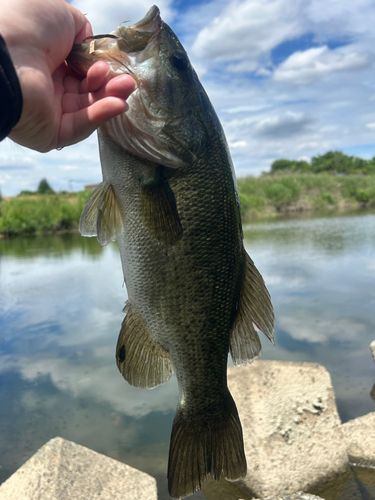 ラージマウスバスの釣果