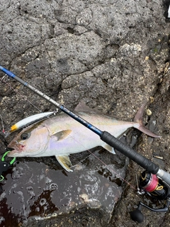 カンパチの釣果