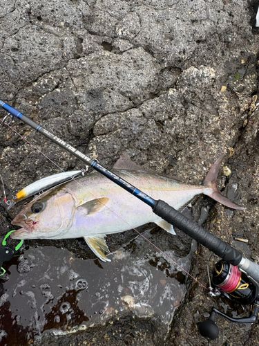 カンパチの釣果
