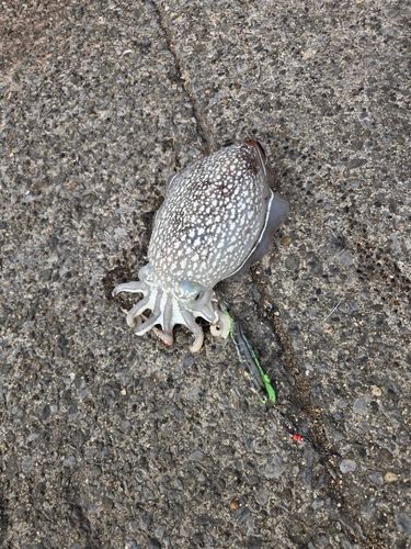 シリヤケイカの釣果