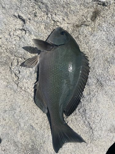 メジナの釣果