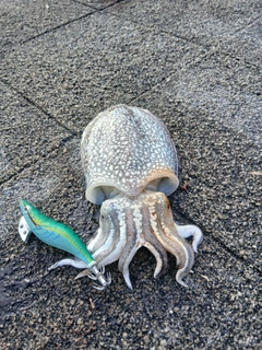シリヤケイカの釣果