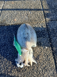 シリヤケイカの釣果
