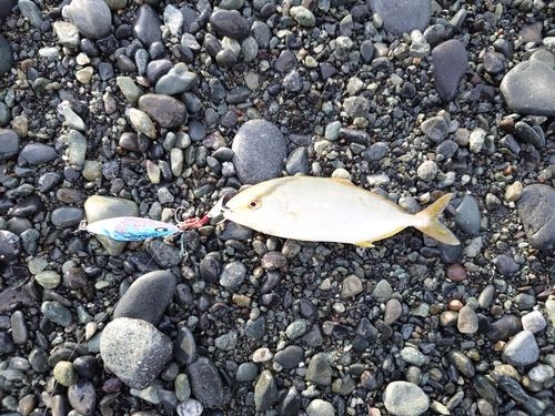 ショゴの釣果