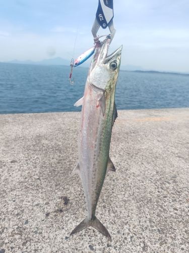 サゴシの釣果