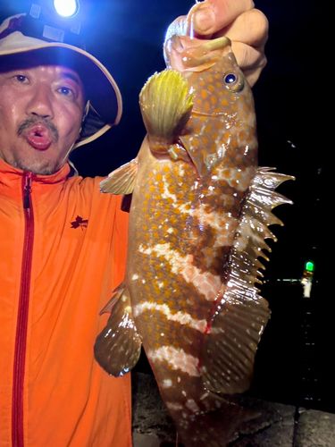 キジハタの釣果